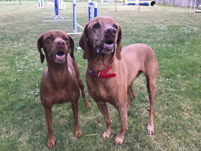 Bix and Kira during agility class.